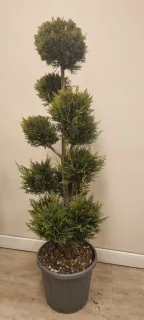 Cyprès de leyland 'Castlewellan gold' (Cupressocyparis leylandii) — arbuste taillé en boules, feuillage dense vert · Pot 20L
