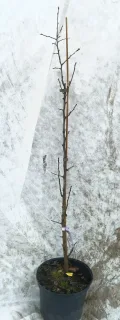 Poirier commun 'Kirchensaller' (Pyrus communis) — jeune scion ligneux sans feuilles en pot noir · Pot 8L Baliveau