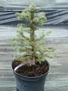 Epicéa du colorado 'Glauca' (Picea pungens) — jeune conifère en pot de culture noir · Pot 8L