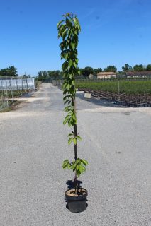 Pot 7.5L Arbre colonnaire – Hauteur 100-150 cm (hors pot)