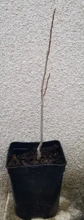 Asiminier de virginie 'Paw-paw' (Asiminia triloba) — jeune plant ligneux sans feuilles en pot plastique · Pot 2.5L