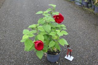 Pot 3L