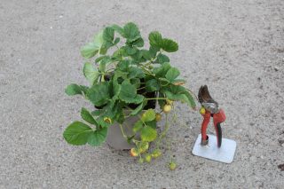 Pot 2L hauteur moyenne 20/40 cm (hors pot)