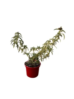 Pot 4L  hauteur 40-60 cm (hors pot)