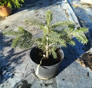 Sapin du caucase (Abies nordmanniana) — jeune conifère en pot sur sol plastifié · Pot 2.5L