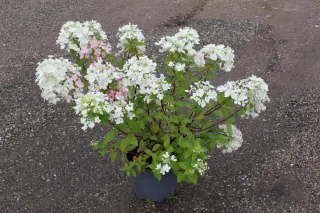 Hortensia paniculé 'Diamant rouge' (Hydrangea paniculata) — Pot 7.5L