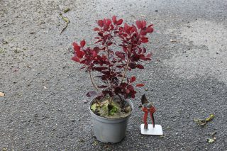 Pot 3L