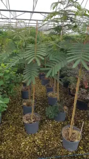 Arbre à soie à fleurs rouge 'Rouge selection' (Albizia) — rangée de jeunes arbres en pots sous serre · Pot 8L Baliveau