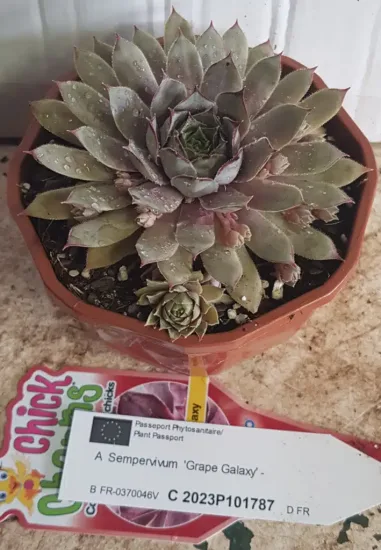 Succulente 'Chick charms grape galaxy' (Sempervivum) — rosette de succulente mouillée dans pot plastique brun · Pot 1L