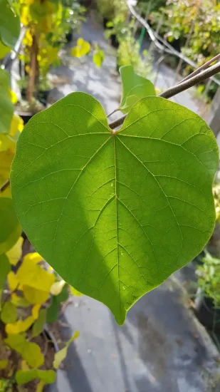 Gainier du canada (Cercis canadensis) — gros plan sur une grande feuille verte · Pot 6L