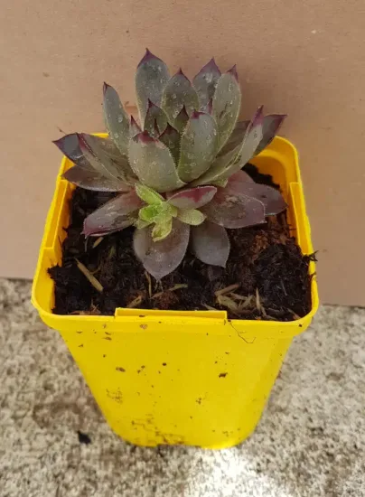 Succulente 'Chick charms grape galaxy' (Sempervivum) — succulente en rosette dans pot plastique jaune · Godet