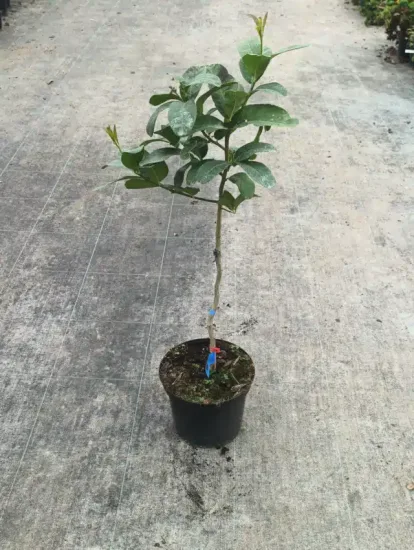 Citron Main de Bouddha — Pot 5L Tige