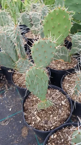 Figuier de barbarie 'Storytelling 1' (Opuntia phaecantha) — Pot 2.5L