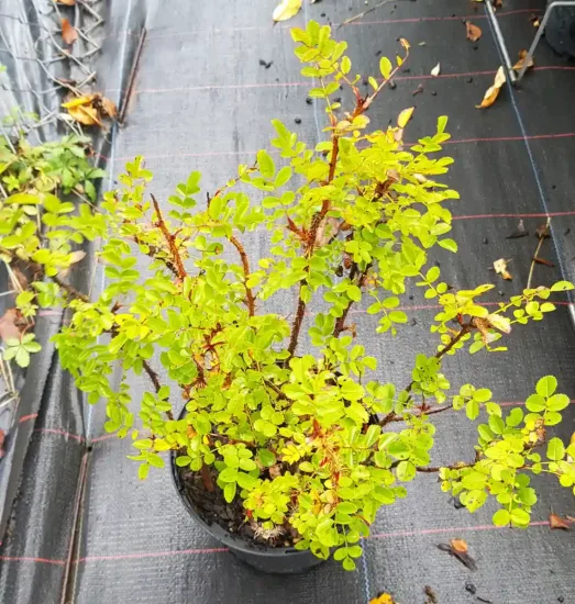 Rosier pimprenelle (Rosa pimpinellifolia) — jeune arbuste épineux au feuillage vert en pot · Pot 2.5L