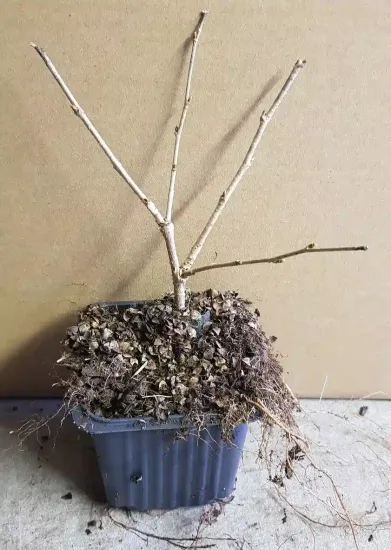 Cerisier à fleurs du japon nain 'Midori-zakura' (Prunus incisa) — jeune arbuste sans feuilles en pot plastique · Godet