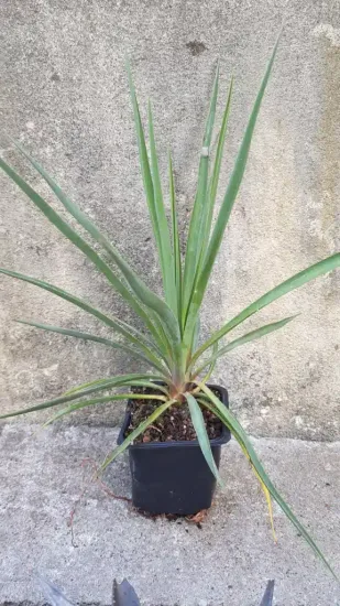 Yucca sentinelle bleu 'Blue sentry' (Yucca rigida) — jeune plante graphique en pot carré noir · Godet