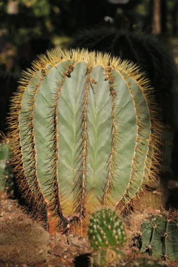Cactus solitaire globulaire