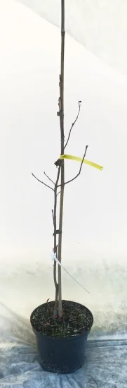 Amélanchier à feuille d'aulne 'Thiessen' (Amelanchier alnifolia) — jeune arbuste sans feuilles tuteuré sur fond clair · Pot 6L Baliveau