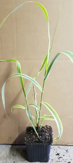 Canne de provence jaune 'Aureovariegata' (Arundo donax) — tiges élancées au feuillage rubané panaché · Godet