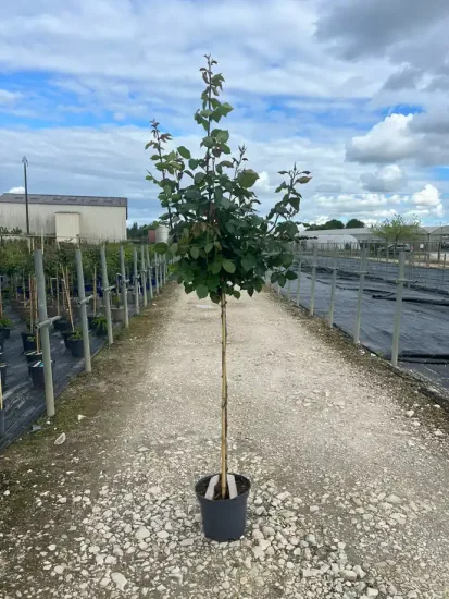 Rosier 'Reflet de saint malo ' — Pot 10L