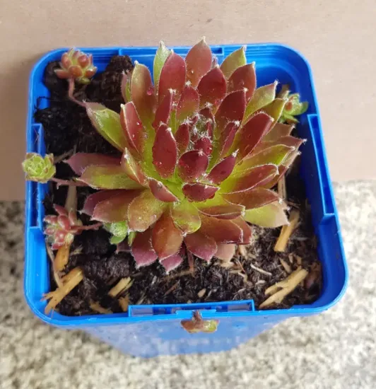 Joubarbe à rosette vert orangé 'Cinnamon starburst' (Sempervivum) — plante succulente en rosette rougeâtre dans pot bleu · Godet