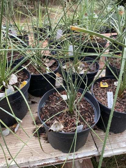 Sotol filiforme — Pot 3L