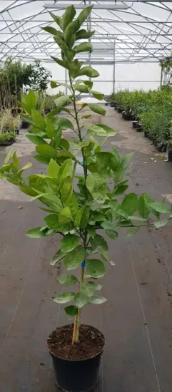 Oranger navel 'Chislett summer navel' (Citrus sinensis) — jeune arbre fruitier au feuillage vert en pépinière · Pot 8L Baliveau
