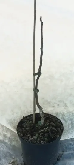 Noyer chandler 'Chandler' (Juglans regia) — jeune arbre greffé sans feuilles dans pot noir · Pot 8L