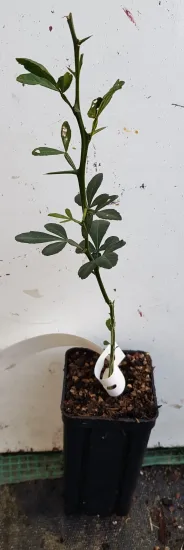 Orange trifoliée pomeroy 'Pomeroy' (Poncirus trifoliata) — jeune plant à tige fine en pot noir · Godet