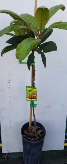 Néflier du japon 'Peluche' (Eriobotrya japonica) — jeune arbuste tuteuré en pot noir, étiquette colorée · Pot 8L Baliveau
