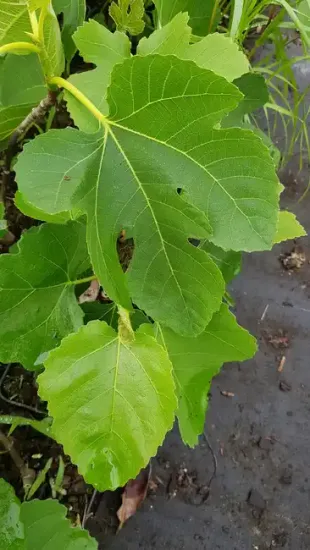 Figuier 'Atlas gold' (Ficus carica) — photo 2