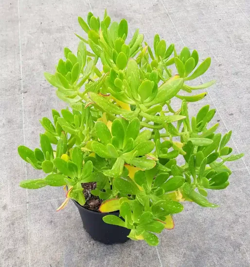 Orpin élevé (Sedum praealtum) — Pot 2.5L
