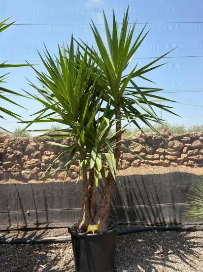 Yucca pied d'éléphant (Yucca elephantipes) — grand sujet à plusieurs troncs en pot noir · Pot 30L
