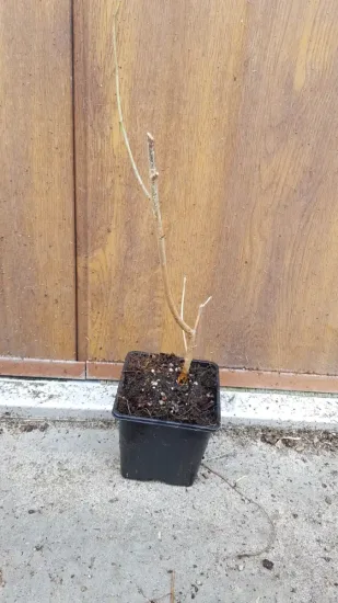 Mûrier à fruit rouge 'Illinois everbearing' (Morus) — jeune plant ligneux nu en pot plastique · Godet