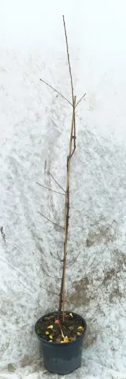 Bois de sainte lucie 'Mahaleb' (Prunus) — jeune tige ligneuse nue attachée sur tuteur · Pot 8L Baliveau