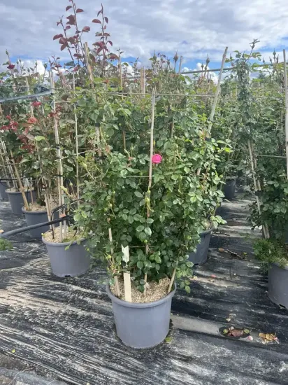 Rosier 'La sevillana ' — Pot 15L