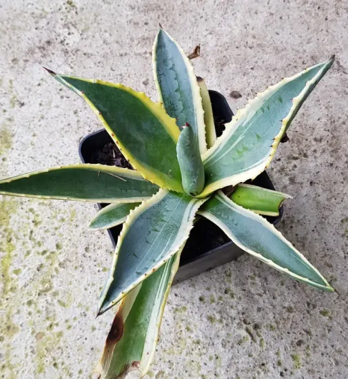 Agave d'amérique panaché jaune 'Marginata' (Agave americana) — rosette de feuilles épaisses panachées vert et crème · Pot 1.5L