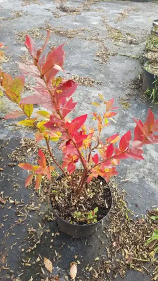 Myrtille arbustive 'Ivanhoe' (Vaccinium corymbosum) — Pot 3L Touffe