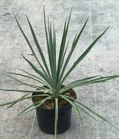 Yucca sentinelle bleu 'Blue sentry' (Yucca rigida) — jeune plante graphique à longues feuilles étroites · Pot 2.5L