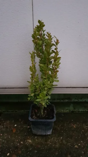 Buis à bordures 'Château' (Buxus sempervirens)