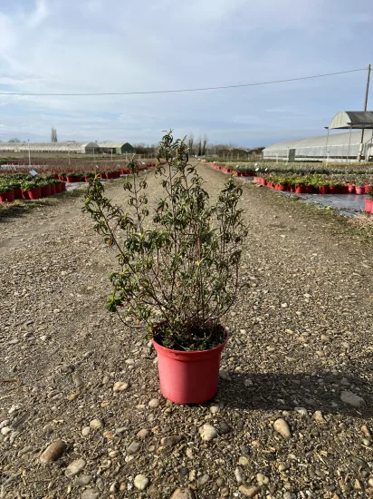 Ciste pourpre (Cistus purpureus) — jeune arbuste en pot sur allée de pépinière · Pot 4L