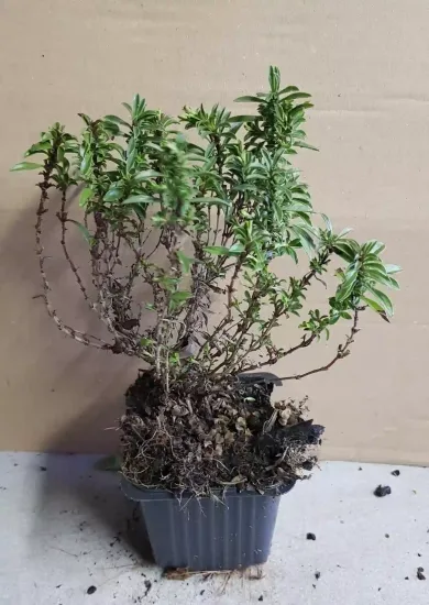 Sarriette 'Montana' (Satureja) — jeune plant ligneux en pot de pépinière · Godet