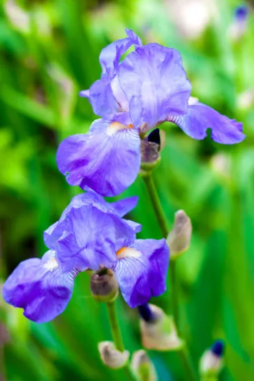 Iris nain 'Katty petts bleu'