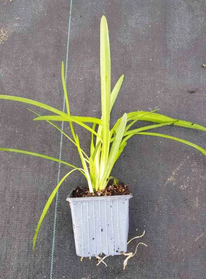 Agapanthe Africaine 'Bleu' (Agapanthus africanus) — jeune plant vert en pot plastique · Godet