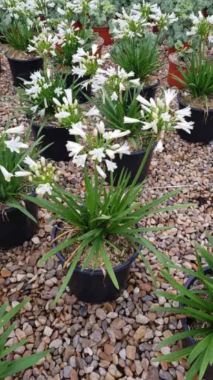 Agapanthe 'Nina white' (Agapanthus africanus) — plante à longues feuilles vertes et fleurs blanches · Pot 3L