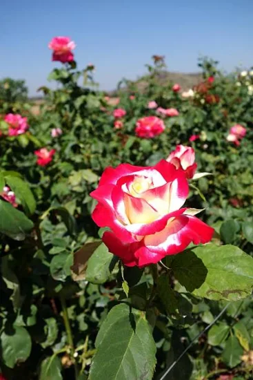 Rosier 'Imperatrice farah '