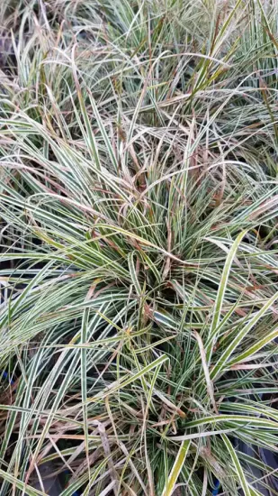 Laîche 'Everest' (Carex oshimensis) — touffe dense de feuilles rubanées panachées · Pot 2.5L Touffe