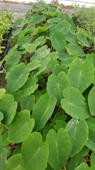 Oreille d'éléphant à tige rose 'Pink china' (Colocasia esculenta) — large feuillage vert dense aux pétioles rosés · Pot 2.5L