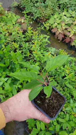 Kiwaï 'Lucy' (Actinidia arguta) — jeune plant vert en pot, tenu en main · Godet