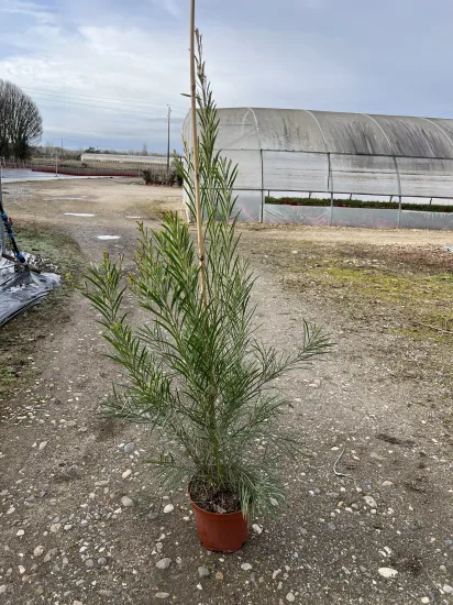 Mimosa des 4 saisons — Pot 10L